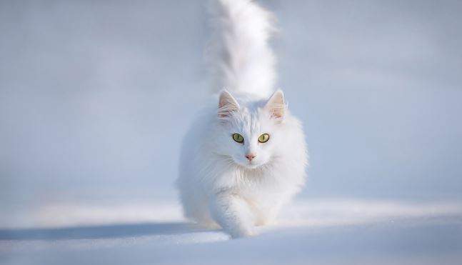 mơ thấy mèo trắng