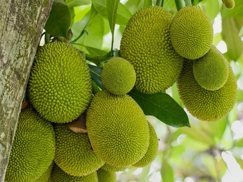 Nhiều quả mít xuất hiện trong mơ có thể gợi liên tưởng đến cơ hội.