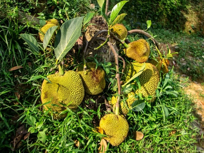 Quả mít chín rụng dưới gốc gợi liên tưởng đến mùa thu hoạch.